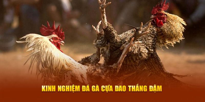 Chia sẻ bí quyết đặt cược không thua lỗ cho tân binh