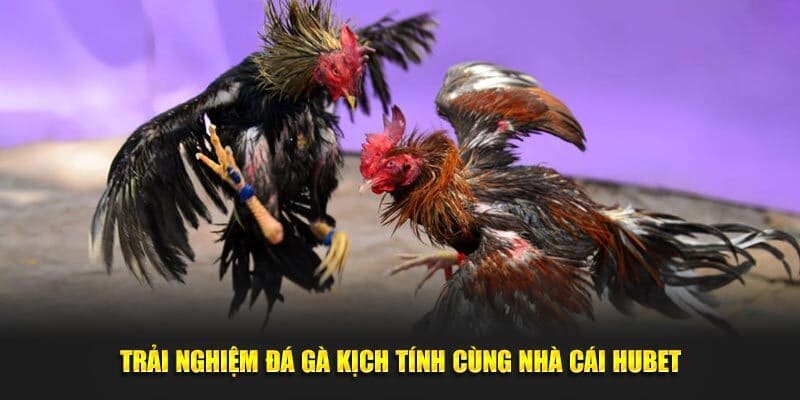 Thành viên trải nghiệm đặt cược chọi chiến kê mọi lúc